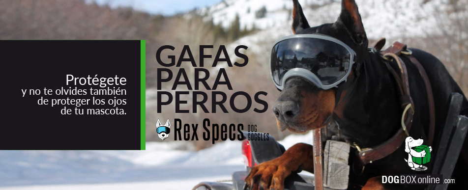 Gafas protectoras - Rex Specs