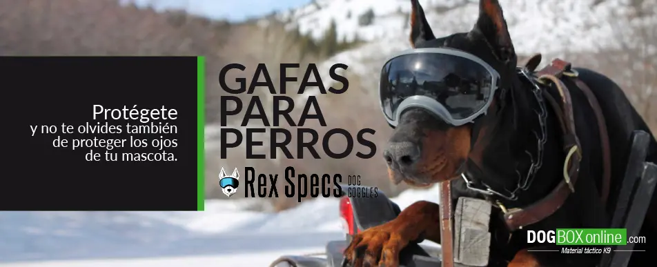 Gafas protectoras - Rex Specs